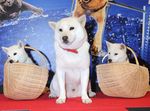 お父さん犬カイくんJr.、ソラくん・ユメちゃん